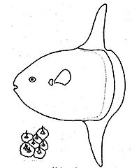 Familia Molidae_claves_02.jpg